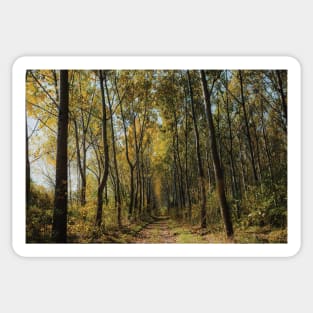 forest in summer Sticker